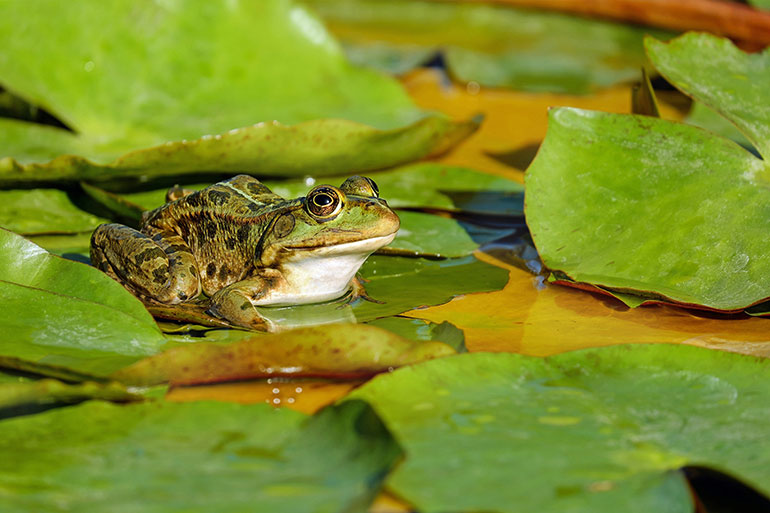 Amphibien unterwegs