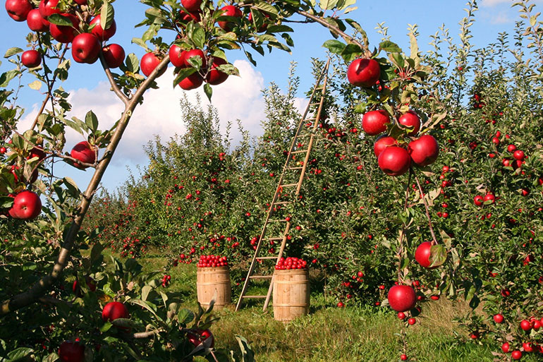 Apfelerlebnis auf der Streuobstwiese Ferienaktion