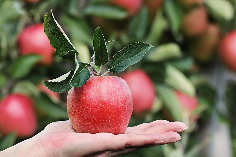 Apfelerlebnis auf der Streuobstwiese