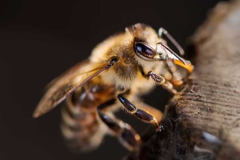 Bienen und ihre wilden Verwandten