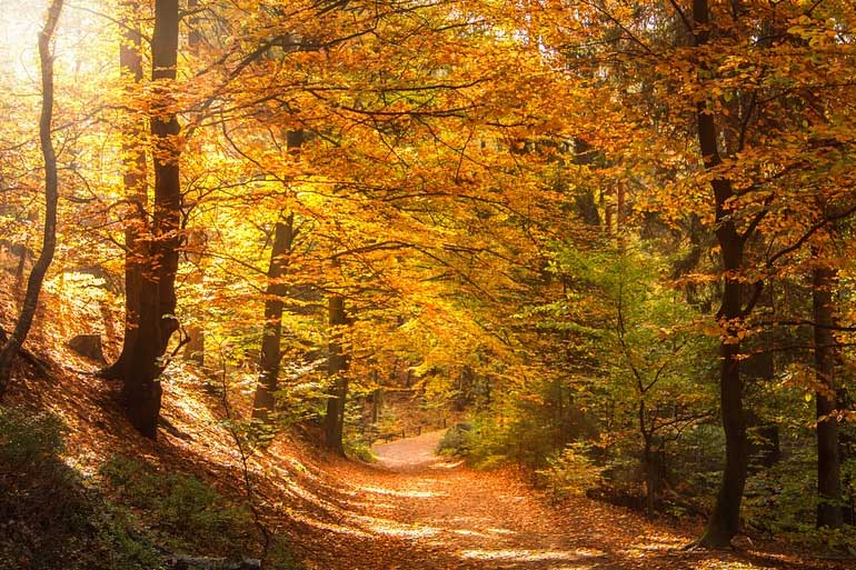 Bunt sind schon die Wälder (Herbstferien)