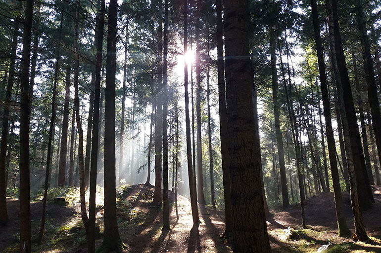 Der König, sein Daumen und der Wald