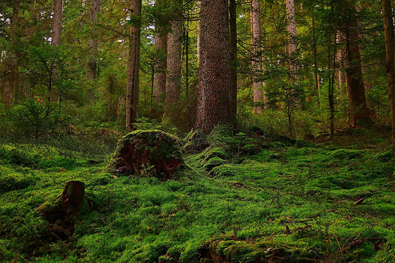 Ein Quadratmeter Wald