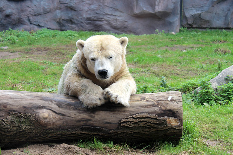 Einen Sonnenschirm für den Eisbären