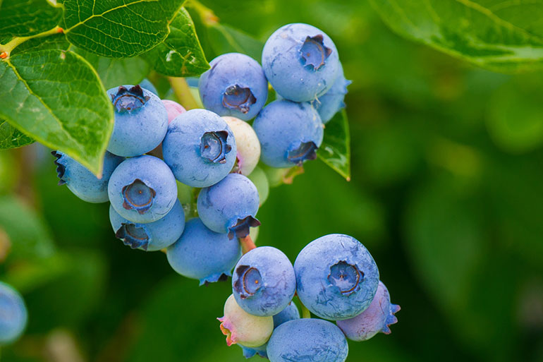 Farben aus der Natur