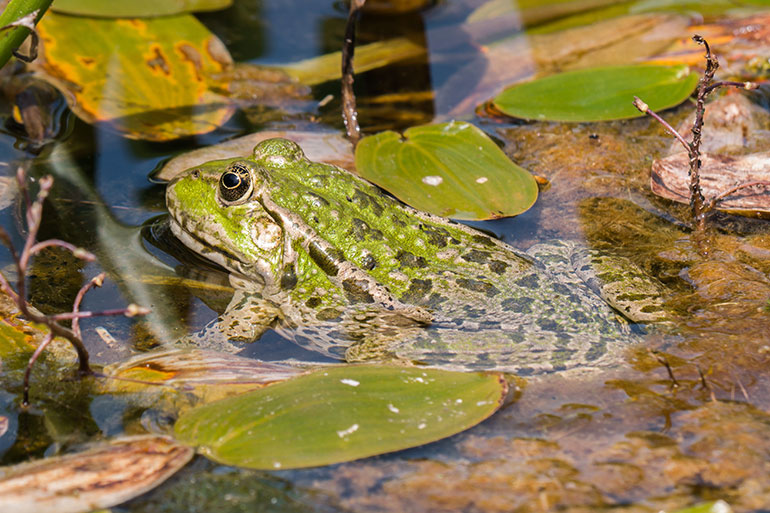 Frosch und Co
