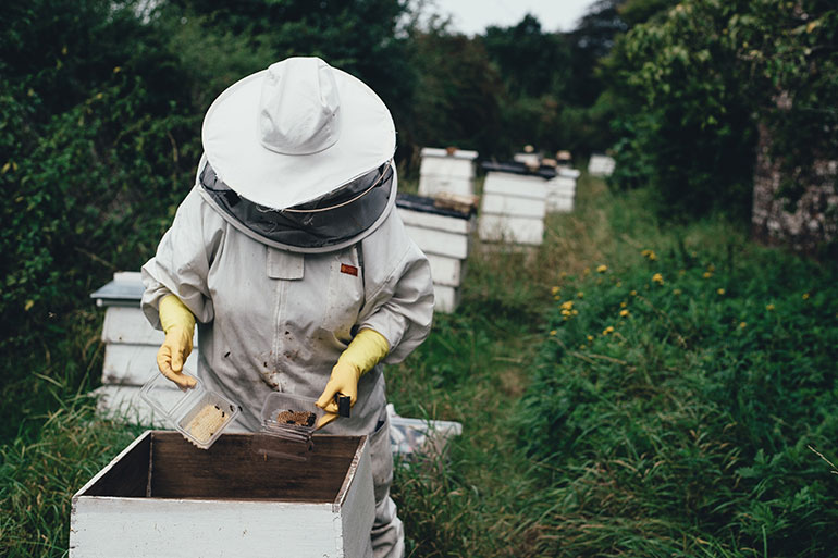 Honigsammler unterwegs für Schulen