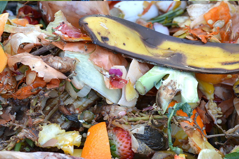 Kompost erleben für Schulen