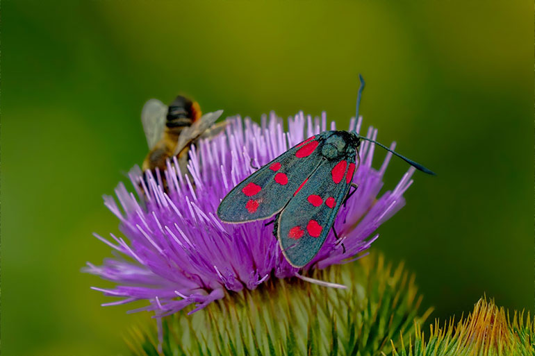 Lebensraum Distel