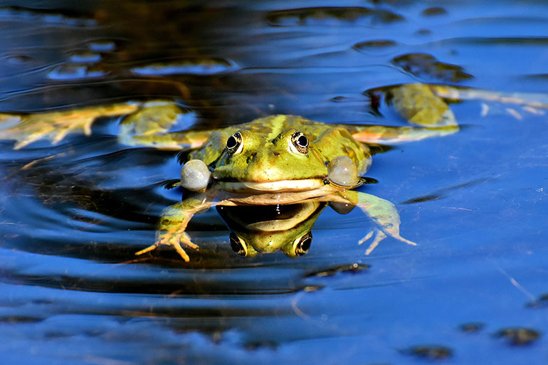 Quacks der Frosch für Schulen