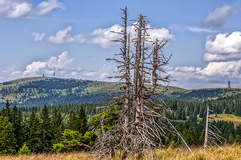 SOKO Wald