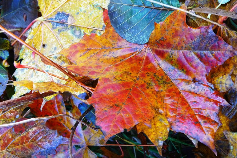 Tanz der bunten Blätter