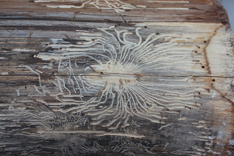 Treffen mit dem Holzwurm