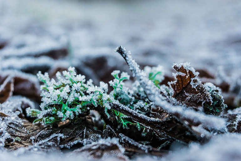 Was macht der Regenwurm im Winter?