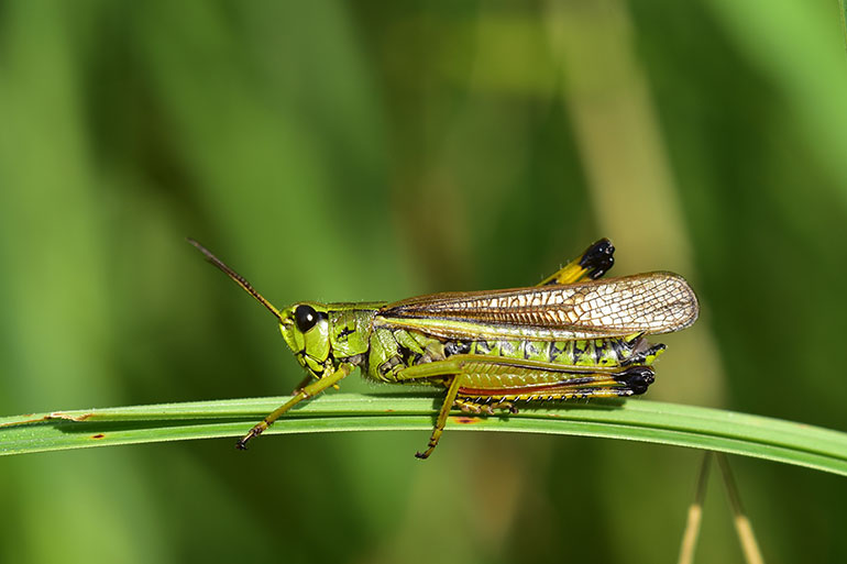 Wiesenfreunde
