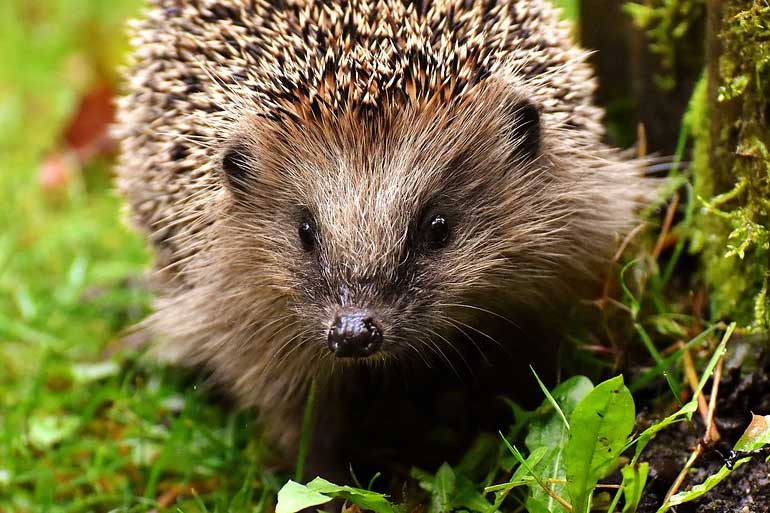 Wo bleibt der Igel im Winter