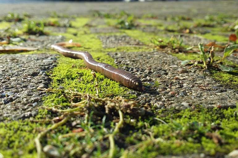 Zu Besuch bei Wurm und Co
